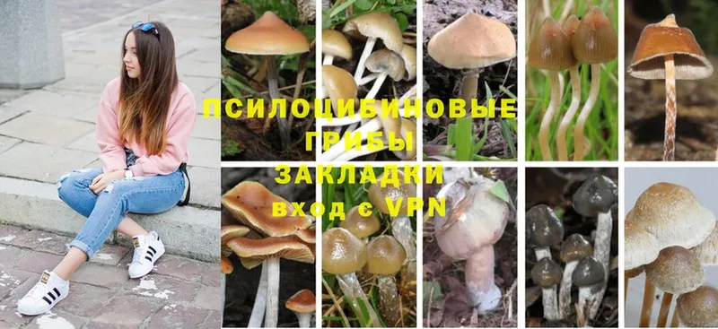 хочу   Венёв  Псилоцибиновые грибы Psilocybine cubensis 